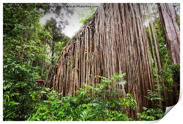 Curtain Fig Print by Ashley Cooper