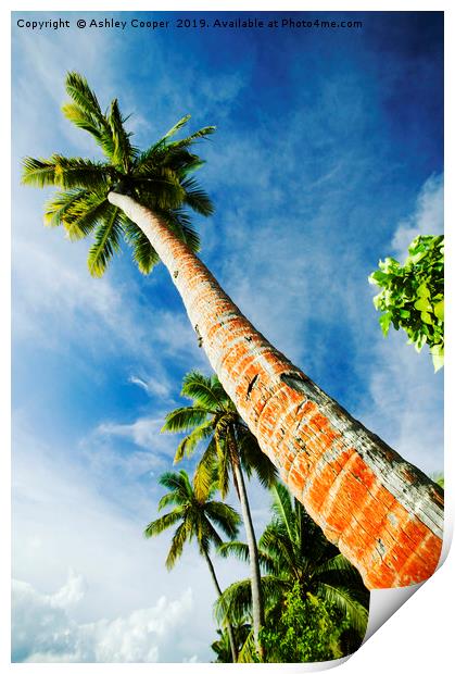 Coconut palms. Print by Ashley Cooper