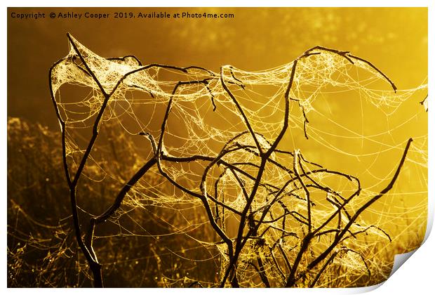 Spider dawn. Print by Ashley Cooper