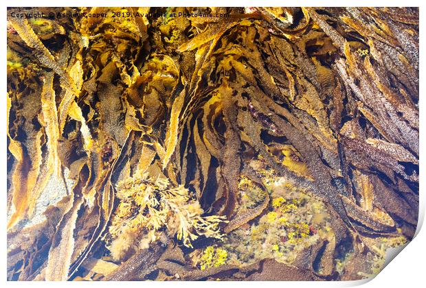 Seaweed variety. Print by Ashley Cooper