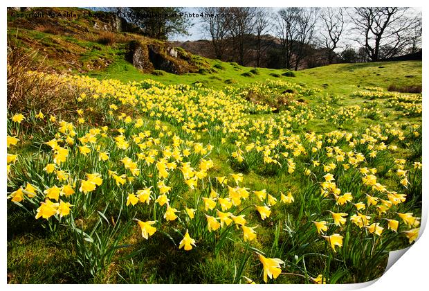 Daffodil Spring. Print by Ashley Cooper