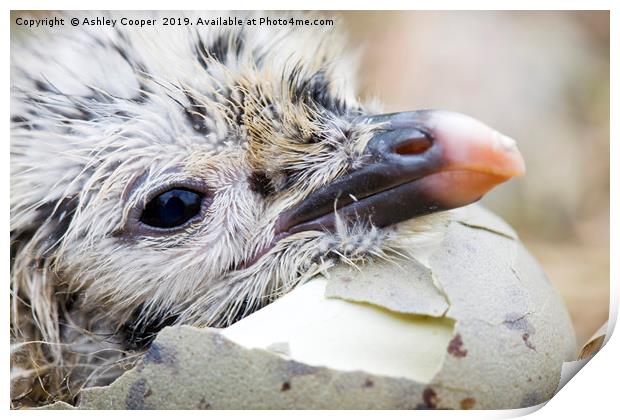 Gull chick. Print by Ashley Cooper