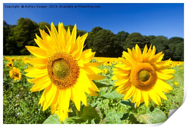 Norfolk Sunflower. Print by Ashley Cooper