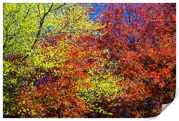 Beech Spring Print by Ashley Cooper