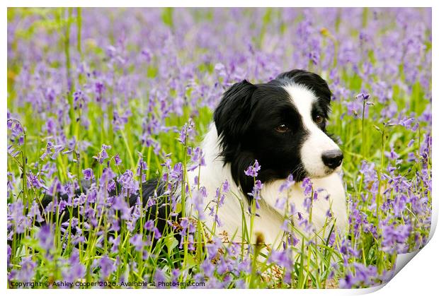 Border Collie bluebells. Print by Ashley Cooper