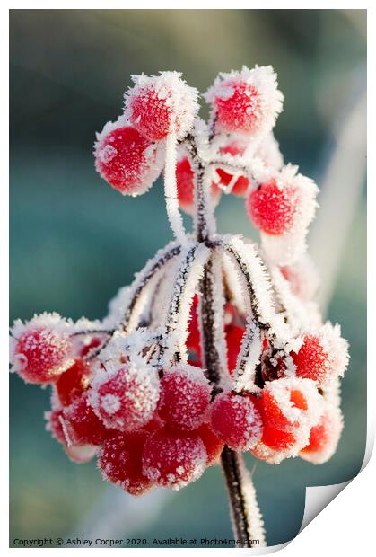 Frozen berries Print by Ashley Cooper