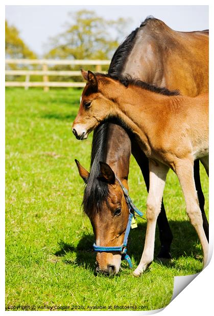 Mother and foal Print by Ashley Cooper