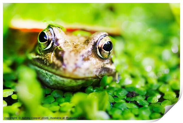 Frogs eyes. Print by Ashley Cooper