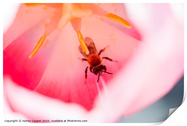 Tulip bee. Print by Ashley Cooper