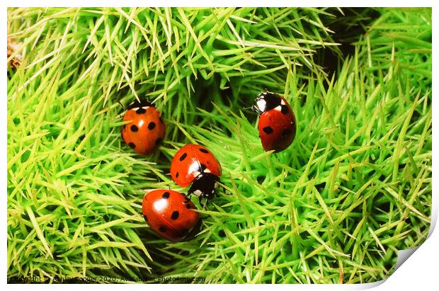 Ladybirds. Print by Ashley Cooper