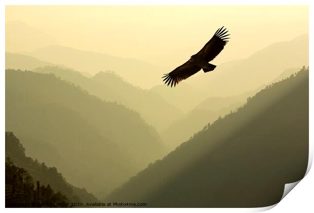 Vulture soar. Print by Ashley Cooper