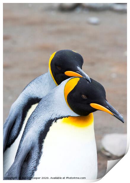 King Penguin love Print by Ashley Cooper