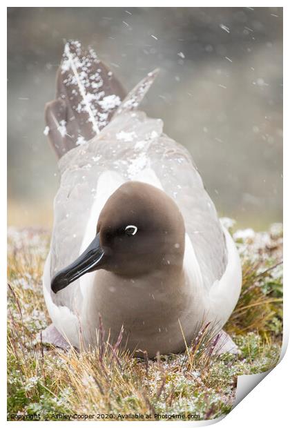 Snow Albatross. Print by Ashley Cooper