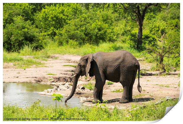 Watering hole. Print by Ashley Cooper