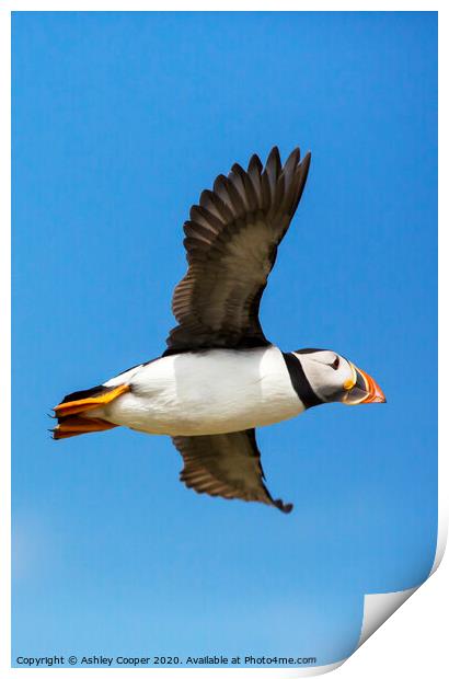 Puffin flyby Print by Ashley Cooper
