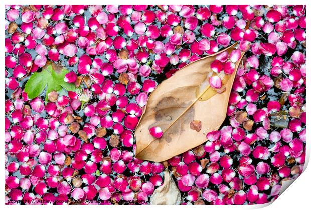 pink petal pond Print by Ashley Cooper