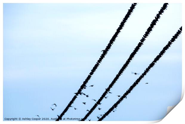 Starlings balance Print by Ashley Cooper