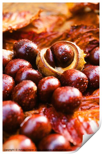 conkers Print by Ashley Cooper