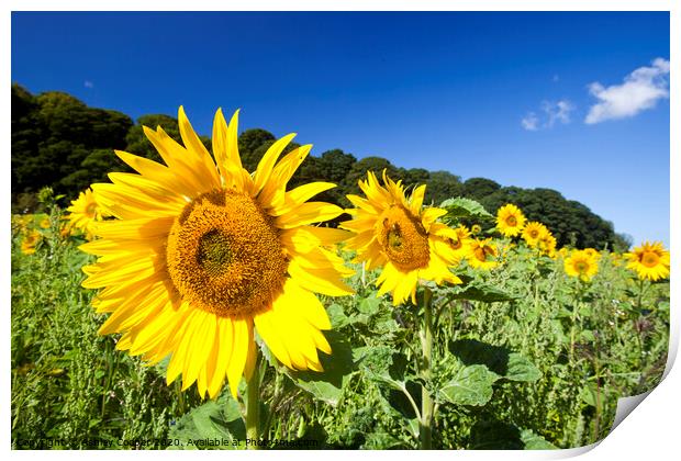 Sunflower Print by Ashley Cooper
