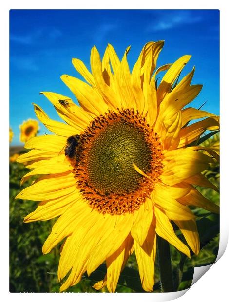 Sunflower Feeder Print by sue jenkins