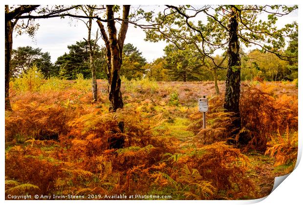 Autumn at Royden Park Print by Amy Irwin-Steens