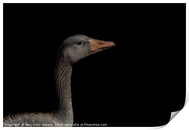 Greylag Goose Print by Amy Irwin-Steens
