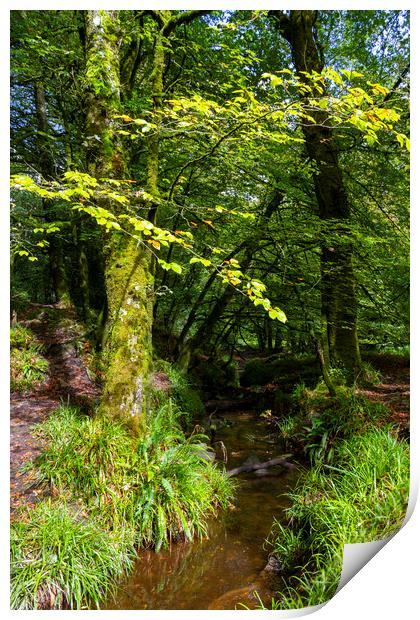 Golitha Falls Woodland Scene Print by Carolyn Barnard