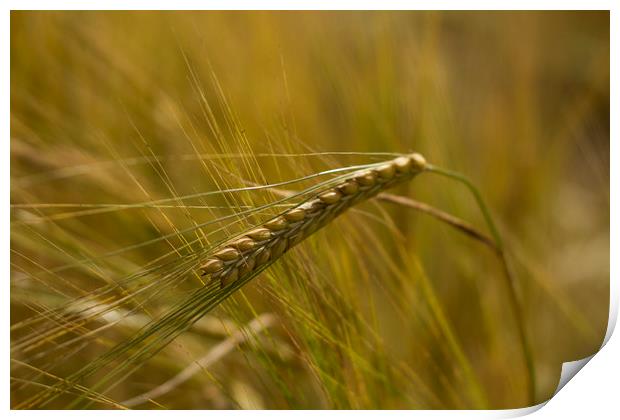 Ear of Wheat Print by Carolyn Barnard
