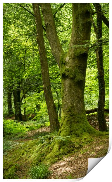 Golitha Falls Print by Carolyn Barnard