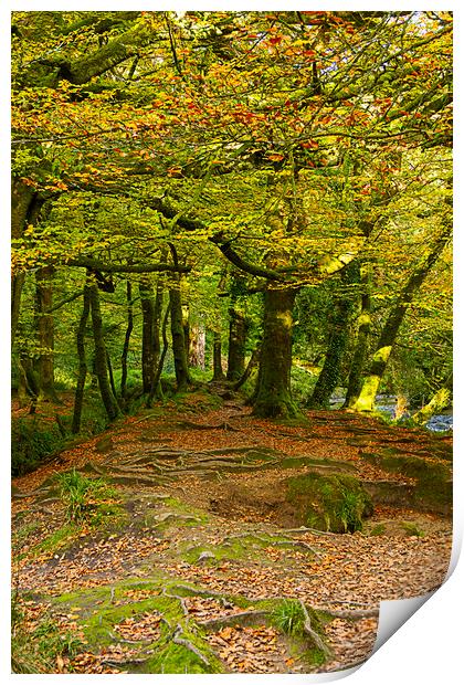 Golitha Falls Woodland Print by Carolyn Barnard