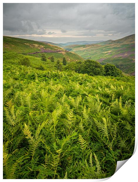 Ferns and fells Print by gary telford