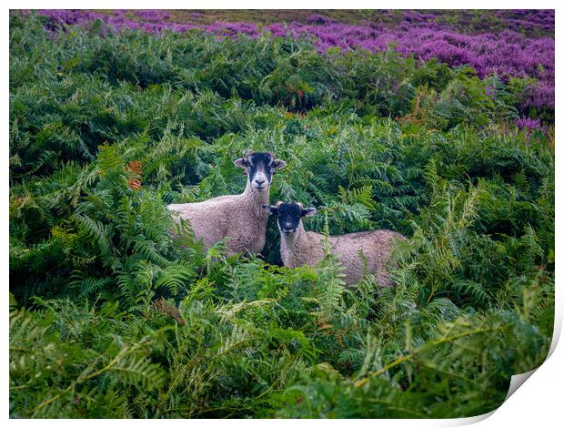 Ewe and lamb Print by gary telford