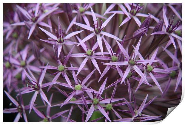   Allium  purple sensation  Print by zoe knight