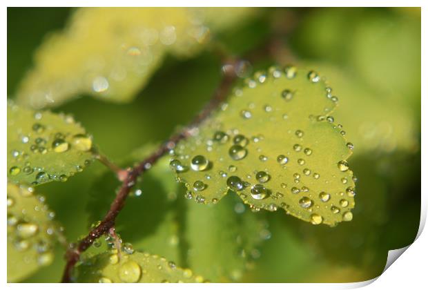 water droplets on leafs  Print by zoe knight
