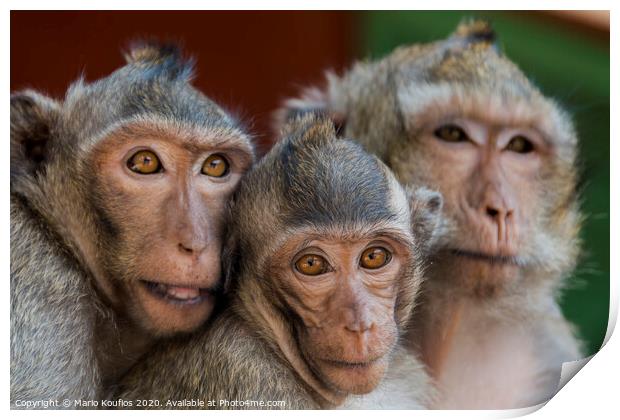 The monkeys of Wat Leu Temple Sihanoukville Cambodia Print by Mario Koufios