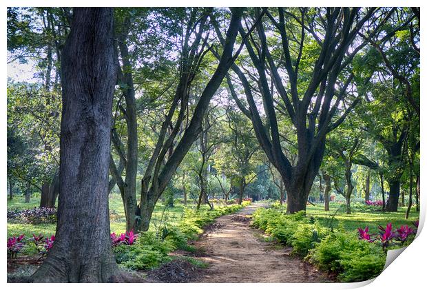 Cubbon Park Natures Path Print by Mohamed Safeek S