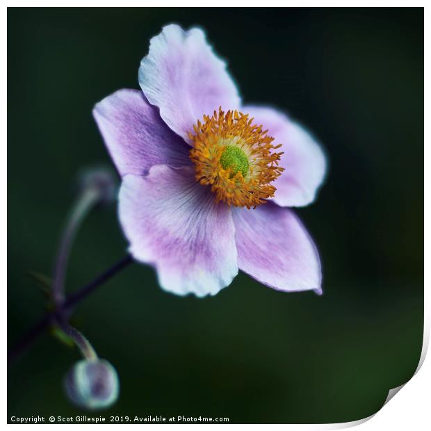 Japanese Anemone Print by Scot Gillespie