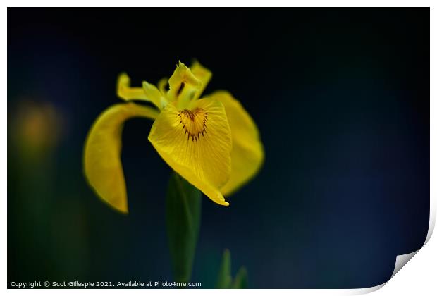 Yellow flag iris at dusk Print by Scot Gillespie