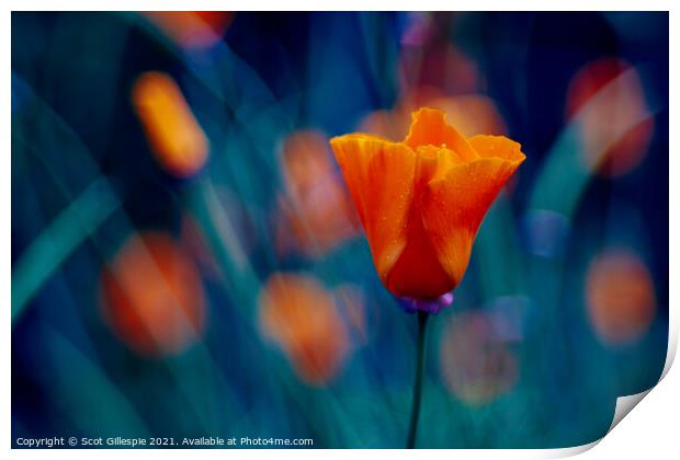 Impressionists orange poppy Print by Scot Gillespie