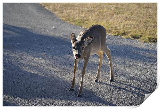young deer showing his tongue Print by Marvin Hill