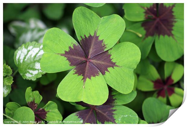 Variegated four leaf lucky clover leaves in close  Print by John Biglin