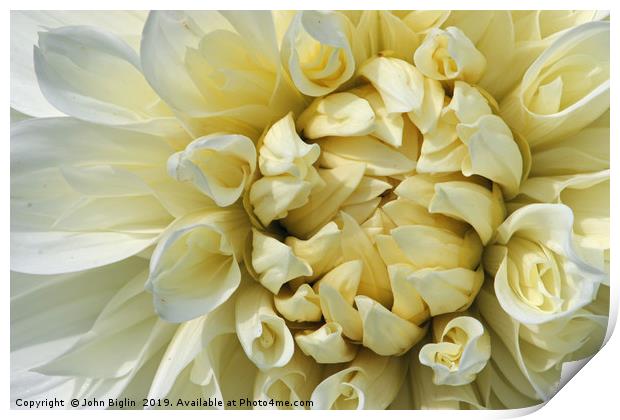 White Dahlia flower close up Print by John Biglin