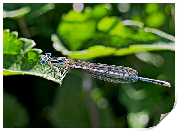 Blue Damselfly Print by Martin Smith