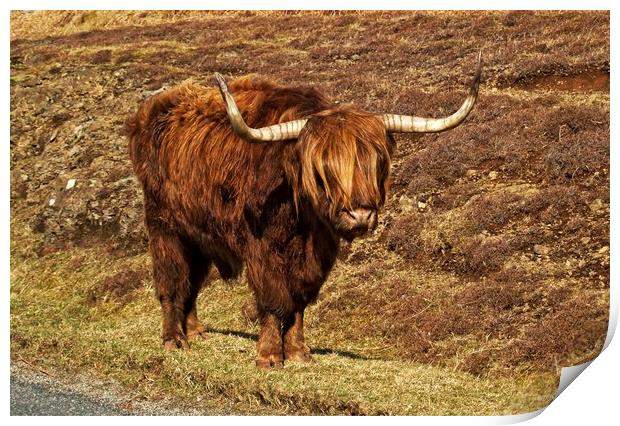 Highland cattle Print by Martin Smith