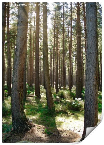 'INTO THE FOREST'  RIDING MILL, NORTHUMBERLAND     Print by EMMA DANCE PHOTOGRAPHY