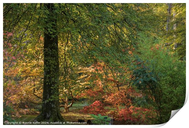 Autumn Colours Print by Ronnie Reffin