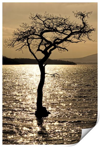 Water Tree Print by Ronnie Reffin