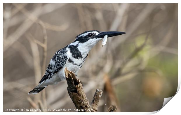 Pied Kingfisher Print by Jan Gregory