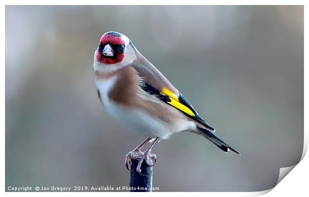 Garden Goldfinch Print by Jan Gregory