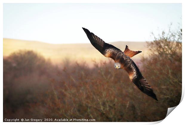 Red Kite Swooping Print by Jan Gregory